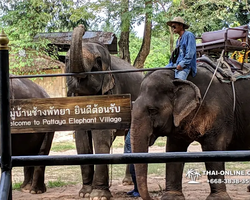 Thailand Pattaya elephant rides at Elephant Village or Camp photo 34
