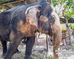 Thailand Pattaya elephant rides at Elephant Village or Camp photo 22