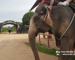 Thailand Pattaya elephant rides at Elephant Village or Camp photo 81