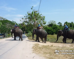 Thailand Pattaya elephant rides at Elephant Village or Camp photo 85