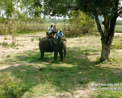 Thailand Pattaya elephant rides at Elephant Village or Camp photo 31