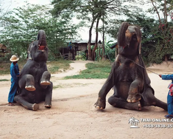 Thailand Pattaya elephant rides at Elephant Village or Camp photo 28