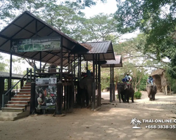 Thailand Pattaya elephant rides at Elephant Village or Camp photo 29