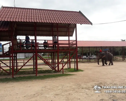 Thailand Pattaya elephant rides at Elephant Village or Camp photo 96