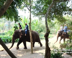 Thailand Pattaya elephant rides at Elephant Village or Camp photo 17