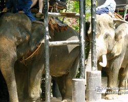 Thailand Pattaya elephant rides at Elephant Village or Camp photo 60