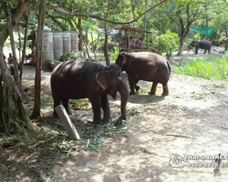 Thailand Pattaya elephant rides at Elephant Village or Camp photo 11
