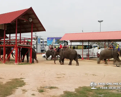 Thailand Pattaya elephant rides at Elephant Village or Camp photo 82