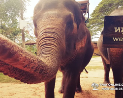 Thailand Pattaya elephant rides at Elephant Village or Camp photo 45