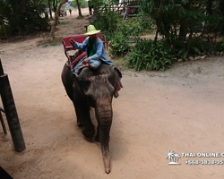 Thailand Pattaya elephant rides at Elephant Village or Camp photo 95