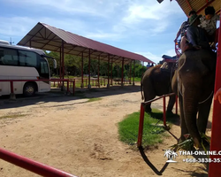 Thailand Pattaya elephant rides at Elephant Village or Camp photo 92