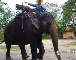 Thailand Pattaya elephant rides at Elephant Village or Camp photo 47