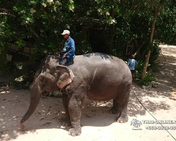 Thailand Pattaya elephant rides at Elephant Village or Camp photo 62