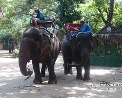 Thailand Pattaya elephant rides at Elephant Village or Camp photo 52