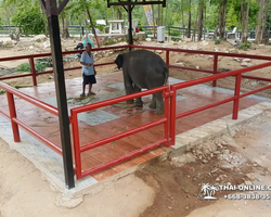 Thailand Pattaya elephant rides at Elephant Village or Camp photo 5