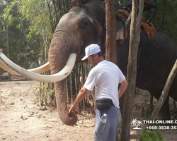 Thailand Pattaya elephant rides at Elephant Village or Camp photo 76