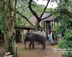 Thailand Pattaya elephant rides at Elephant Village or Camp photo 25