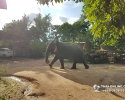 Thailand Pattaya elephant rides at Elephant Village or Camp photo 43