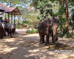 Thailand Pattaya elephant rides at Elephant Village or Camp photo 24