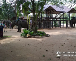 Thailand Pattaya elephant rides at Elephant Village or Camp photo 53