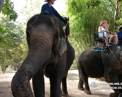 Thailand Pattaya elephant rides at Elephant Village or Camp photo 36