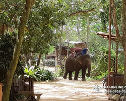Thailand Pattaya elephant rides at Elephant Village or Camp photo 16