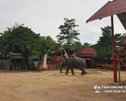 Thailand Pattaya elephant rides at Elephant Village or Camp photo 87