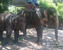 Thailand Pattaya elephant rides at Elephant Village or Camp photo 67