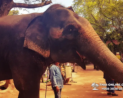 Thailand Pattaya elephant rides at Elephant Village or Camp photo 42