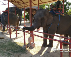 Thailand Pattaya elephant rides at Elephant Village or Camp photo 68