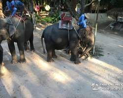 Thailand Pattaya elephant rides at Elephant Village or Camp photo 90