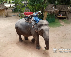 Thailand Pattaya elephant rides at Elephant Village or Camp photo 77