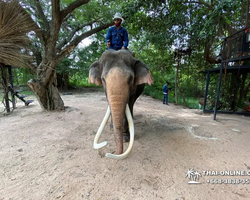 Thailand Pattaya elephant rides at Elephant Village or Camp photo 10