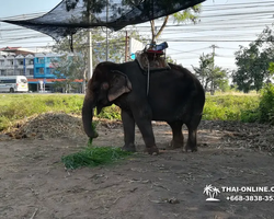 Thailand Pattaya elephant rides at Elephant Village or Camp photo 38