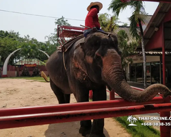 Thailand Pattaya elephant rides at Elephant Village or Camp photo 93
