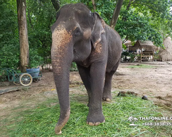 Thailand Pattaya elephant rides at Elephant Village or Camp photo 2