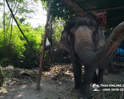 Thailand Pattaya elephant rides at Elephant Village or Camp photo 51