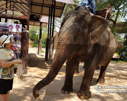 Thailand Pattaya elephant rides at Elephant Village or Camp photo 41