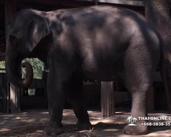 Thailand Pattaya elephant rides at Elephant Village or Camp photo 97