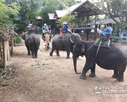 Thailand Pattaya elephant rides at Elephant Village or Camp photo 64