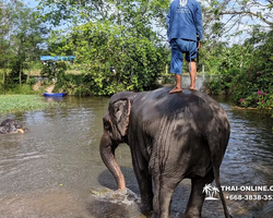Thailand Pattaya elephant rides at Elephant Village or Camp photo 20