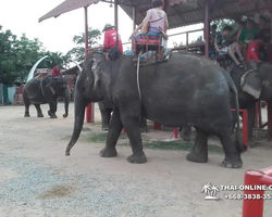 Thailand Pattaya elephant rides at Elephant Village or Camp photo 83