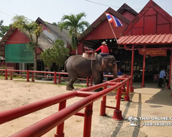 Thailand Pattaya elephant rides at Elephant Village or Camp photo 91