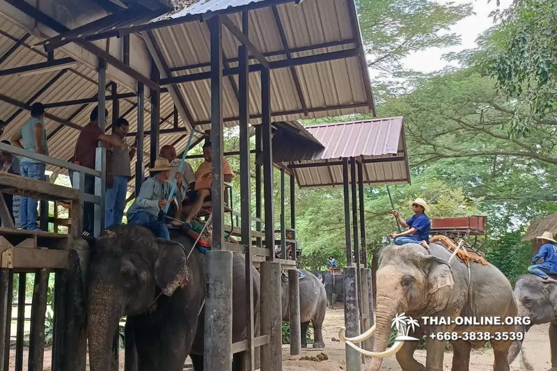 Thailand Pattaya elephant rides at Elephant Village or Camp photo 48