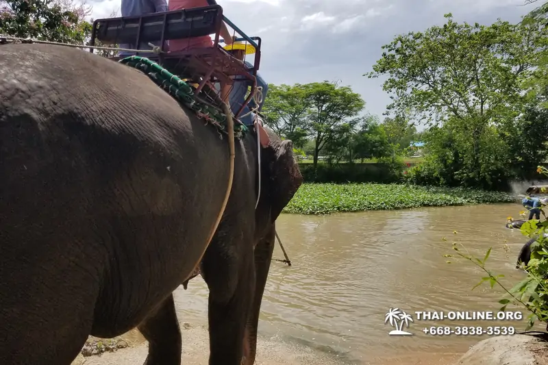 Thailand Pattaya elephant rides at Elephant Village or Camp photo 61