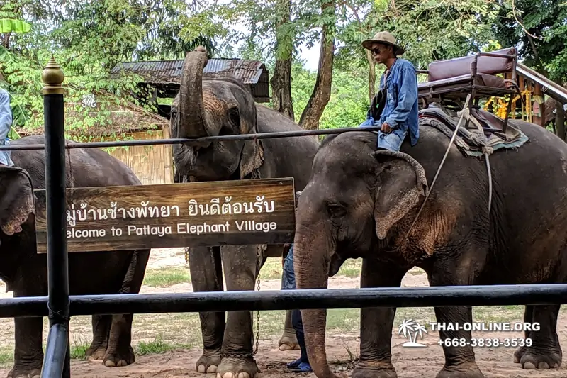 Pattaya Elephant Village and Elephant Camp, Thailand elephant rides - photo 28