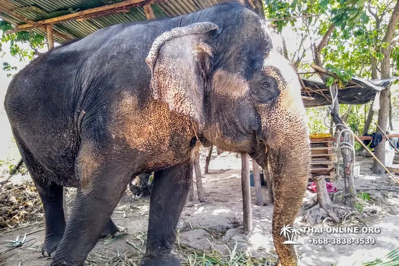 Pattaya Elephant Village and Elephant Camp, Thailand elephant rides - photo 15