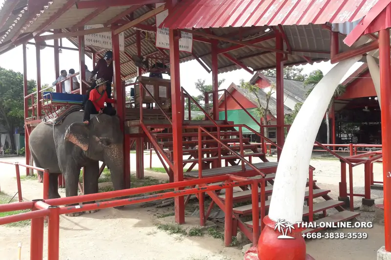 Thailand Pattaya elephant rides at Elephant Village or Camp photo 56