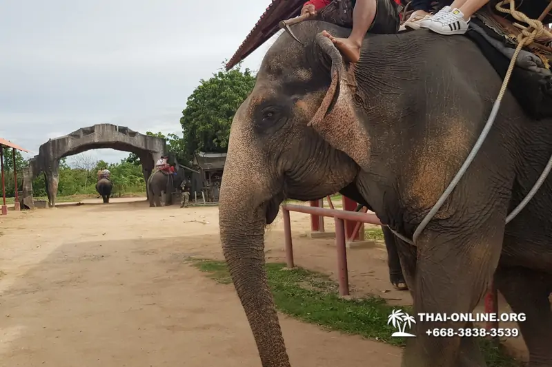 Thailand Pattaya elephant rides at Elephant Village or Camp photo 81