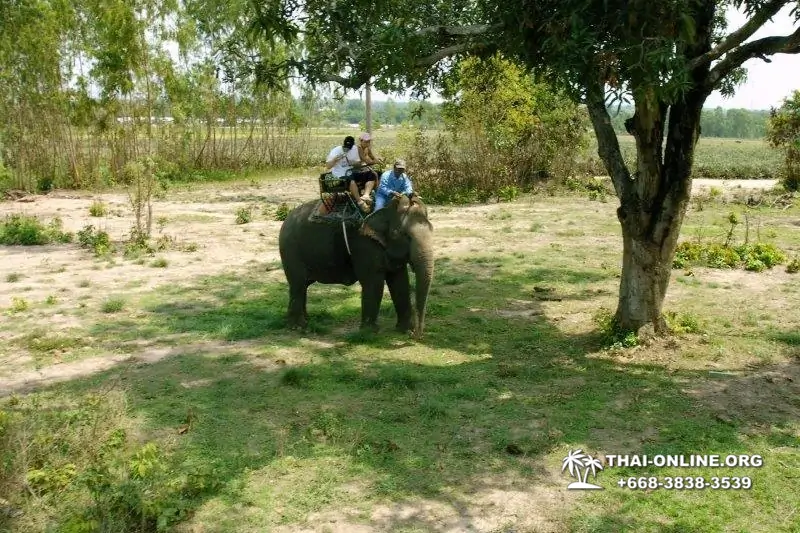Pattaya Elephant Village and Elephant Camp, Thailand elephant rides - photo 25
